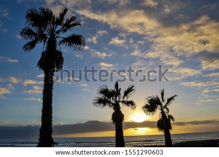 silhouette of palm tree at sunset, digital photo picture as a background