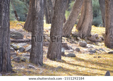 Close up of trunks and their shadow on ground with fallen leaves in autumn