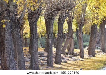 Close up of trunks and their shadow on ground with fallen leaves in autumn