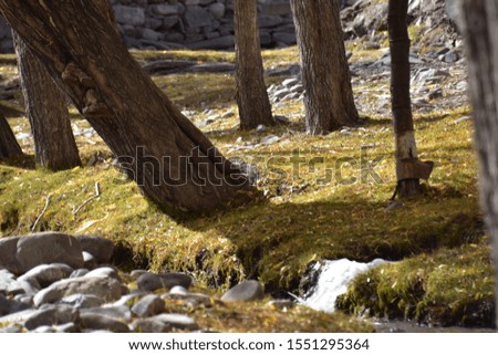 View of rocks, fallen leaves, grass, and small stream in a sunny day of autumn