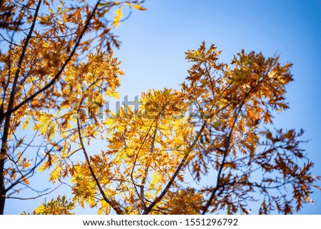 autumn branches with leaves on a blue sky background. Beautiful Autumn Background.