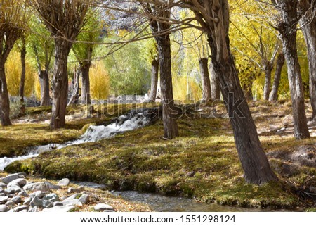 Autumn forest with small stream in a sunny day