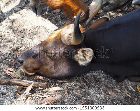 A picture of a banteng lying on the ground