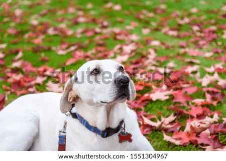 White lab mix rescue dog outside in the park, red maple leaves scattered on the grass

