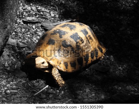 Black and white background picture of a  tortoise walking