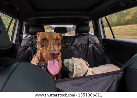 Two rescue dogs inside a car headed to the park, Doberman mix and white lab mix
 Royalty-Free Stock Photo #1551306611
