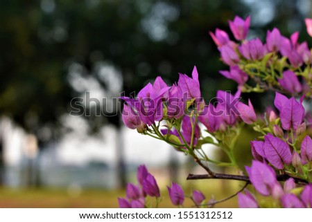 young pink paper flowers on blurry background