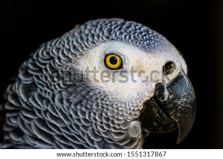 Parrot view in close up for Nature & Bird Photography