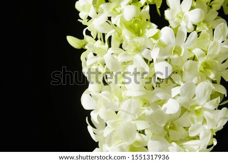 white branch orchids, close-up, black background


