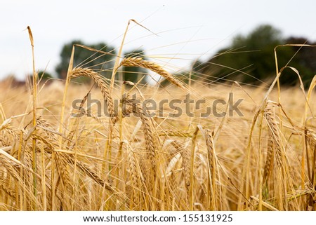Grain ready to be harvested, blowing in the wind