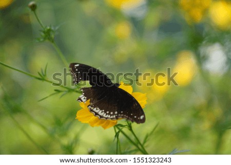 Closeup Butterfly on Flower images, Stock photos 