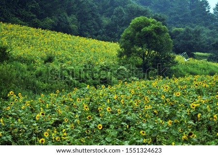 Many Sunflowers In The Grass Field