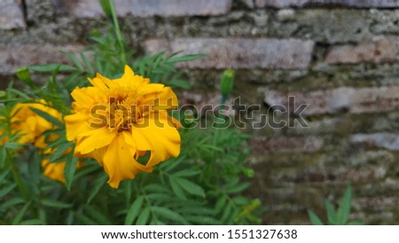 Marigold, Marigolds as an ornamental plant.