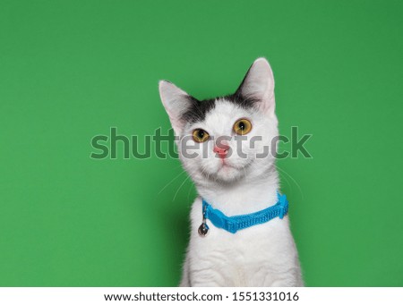 Portrait of an adorable white and black kitten wearing a bright blue collar with bell looking directly at viewer. Green background with copy space.