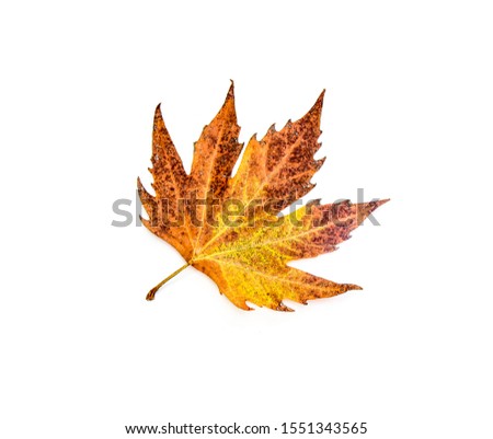 Autumn leaves of a plane tree plant on a white background Royalty-Free Stock Photo #1551343565