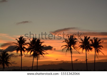 Coconut palms on the Godean village Yogyakarta, Indonesia 
