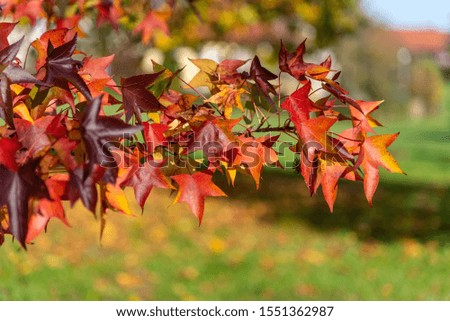 red autumn leaves on branch in the sun