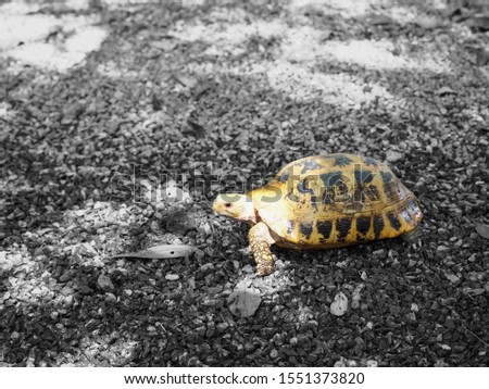 Tortoise walking on rocks black and white background