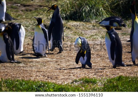 A group of cute Emperor penguins hanging out in the Tierra del Fuego, Patagonia