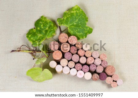Used natural and artificial wine corks, lying in the form of imaginary grape cluster with natural vine twig with autumn leaves and tendrils on the cloth surface
