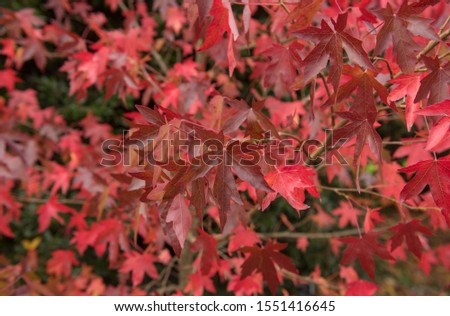 Background or Texture of the Bright Red Autumn Leaves on a Sweet Gum Tree (Liquidambar styraciflua 'Andrew Hewson') in a Rural Garden