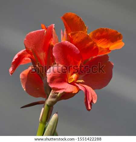 Orange Canna lily (canna generalis) in the garden on a natural environment.