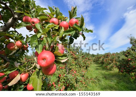 Apple Orchard Royalty-Free Stock Photo #155143169
