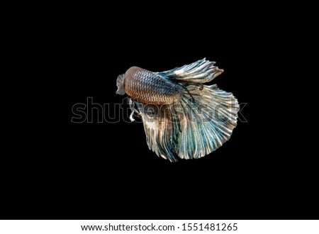 Siamese fighting fish, color of gray and white or called half moon betta fish, isolated on black background with clipping path.