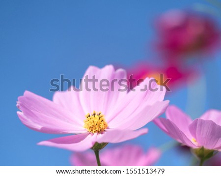 Cosmos is a flower that represents autumn in Japan