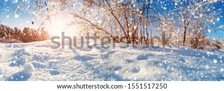 Branches covered with snow on blue sky background
