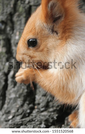 squirrel on a tree eats nuts