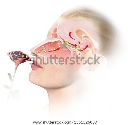 This medically 3D illustration showing the function of the olfactory sense