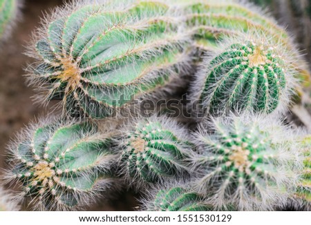 Ball cactus or Balloon cactus plants (Parodia Magnifica) are growing in the greenhouse