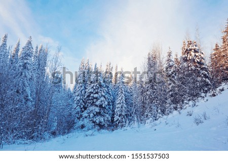 Winter landscape: snow-covered coniferous trees on a background of blue sky. The concept of winter, frost, cold.