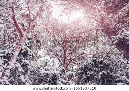 Winter landscape: snowy conifers. The concept of winter, frost, cold.