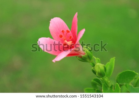 Pink flowers in the garden Blooming  in the Spring