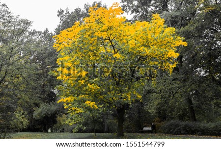 Selective color shot of tree covered with yellow autumn leaves. Autumn park scenery. Autumn or fall background.