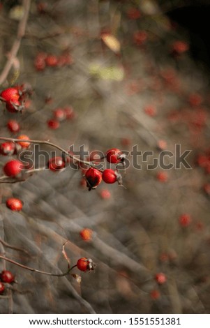 red briar fruits. vivid red briar fruit on green background.