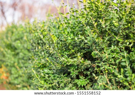 Close up of bright shiny wet young green foliage of boxwood