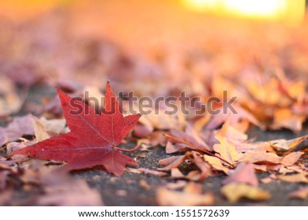 Canada Day maple leaves background. Symbol picture for Canada Day 1st July. Happy Canada Day real maple leaves in shape of Canadian Flag. Branch with maple leaves. Best picture of maple leaves