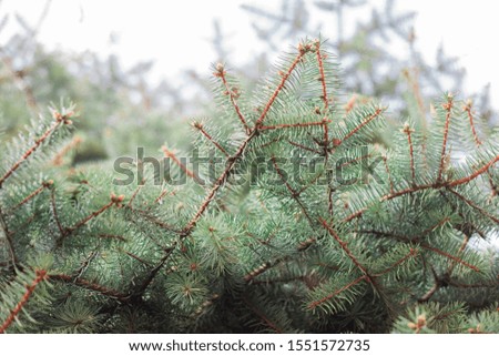 Close up  of pine tree branches. Blurred green tree branches in background 