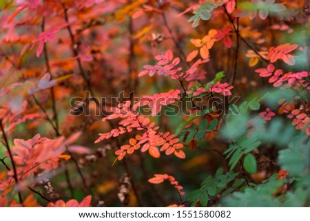 Red and green autumn leaves of the bush. Colorful time of year