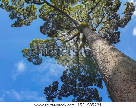 Big tree. trees in spring season. scenic view of very big and tall tree and blue sky background.