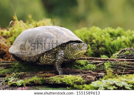 European pond turtle Emys orbicularis Royalty-Free Stock Photo #1551589613