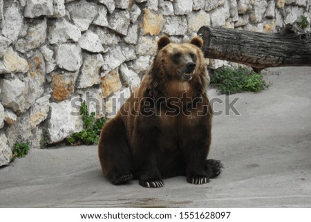 Friendly brown bear sitting in the zoo