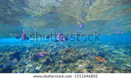 Coral Reef and Tropical Fish in Sunlight. Singapore aquarium. Feeding fish. Beautiful Red Sea Egypt. Undersea world. Beautiful corals. A lot of fish. Blue water.
