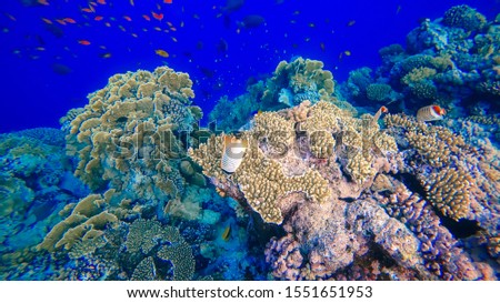 Coral Reef and Tropical Fish in Sunlight. Singapore aquarium. Feeding fish. Beautiful Red Sea Egypt. Undersea world. Beautiful corals. A lot of fish. Blue water.