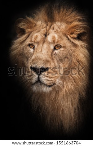 portrait calm. Lion male is a large predatory strong and beautiful cat with a magnificent mane of hair. isolated black background
