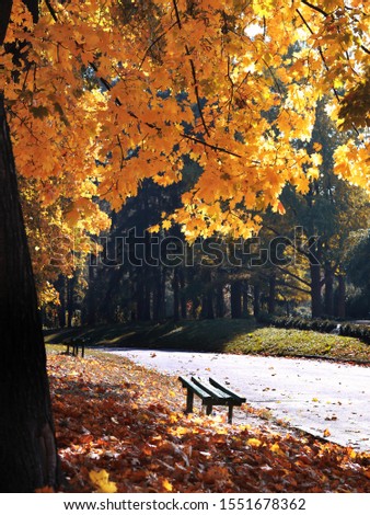 autumn sunny day in the park. autumn