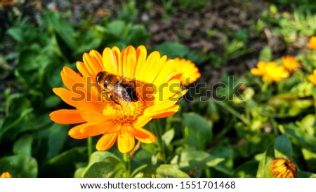 
Bee on Calendula Flower in Autumn Garden